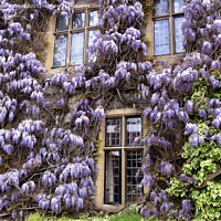 Buy canvas prints of Wisteria by Sheila Ramsey