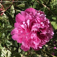 Buy canvas prints of Peony by Sheila Ramsey