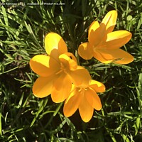 Buy canvas prints of Yellow crocus by Sheila Ramsey