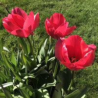 Buy canvas prints of Three red tulips by Sheila Ramsey