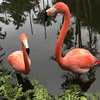 Buy canvas prints of Pretty flamingos by Sheila Ramsey
