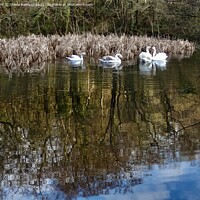 Buy canvas prints of Swan lake by Sheila Ramsey
