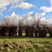 Buy canvas prints of The Willow Cathedral by Sheila Ramsey