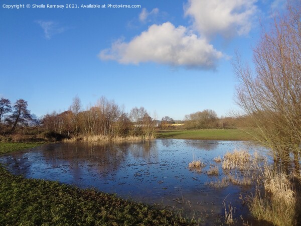 The water meadow Taunton Picture Board by Sheila Ramsey