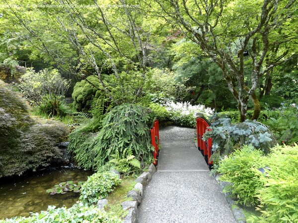 Japanese bridge Butchart Gardens Picture Board by Sheila Ramsey
