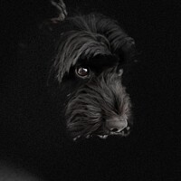 Buy canvas prints of A close up of a black cockapoo dog by Anthony Goehler
