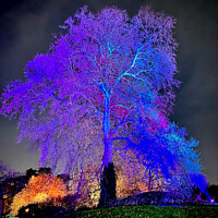 Buy canvas prints of Kew Gardens Light Trail by Anthony Goehler
