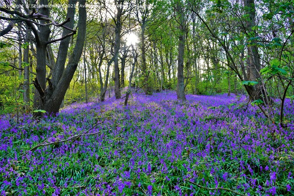 Enchanting Bluebell Wonderland Picture Board by Stephen Hollin