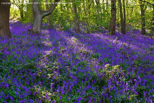 Bluebell wood Picture Board by Stephen Hollin