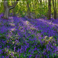 Buy canvas prints of Bluebell wood by Stephen Hollin