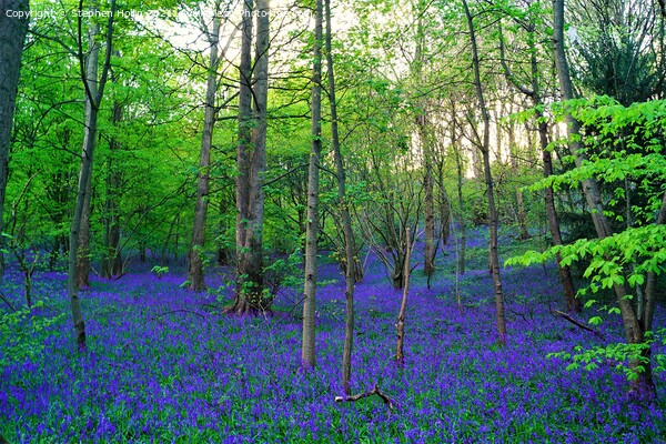 Enchanting Bluebell Forest Picture Board by Stephen Hollin