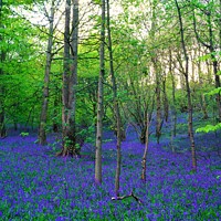Buy canvas prints of Enchanting Bluebell Forest by Stephen Hollin