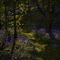 Buy canvas prints of Enchanting Bluebell Forest by Stephen Hollin