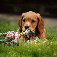 Buy canvas prints of Playful Cocker Spaniel Puppy by Stephen Hollin
