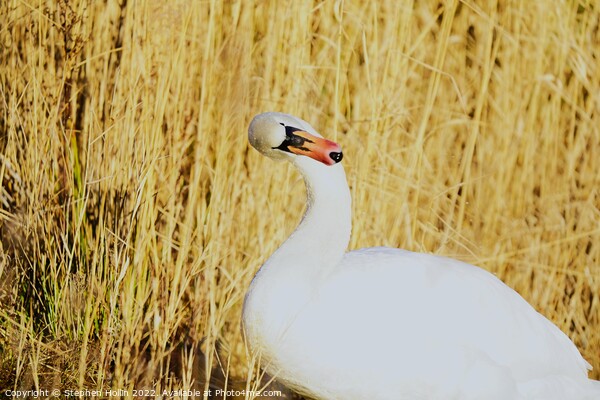 Majestic Mute Swan Picture Board by Stephen Hollin