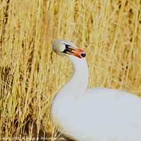 Buy canvas prints of Majestic Mute Swan by Stephen Hollin