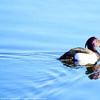Buy canvas prints of Tufted duck by Stephen Hollin