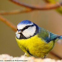 Buy canvas prints of The Majestic Blue Tit by Stephen Hollin