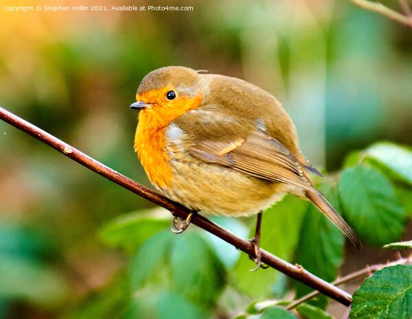 A small Robin on a branch Picture Board by Stephen Hollin