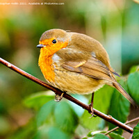 Buy canvas prints of A small Robin on a branch by Stephen Hollin