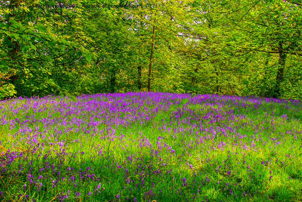 Bluebells Picture Board by Stephen Hollin