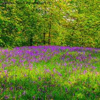 Buy canvas prints of Bluebells by Stephen Hollin