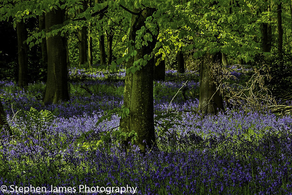 Bluebell woods Picture Board by Stephen Hollin