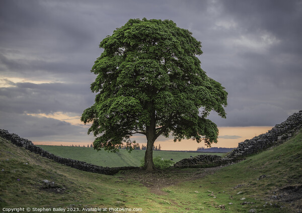Sycamore Gap Tree Picture Board by Stephen Bailey