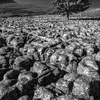 Buy canvas prints of Stepping Stones and Lone Tree by Stephen Bailey