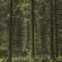 Buy canvas prints of Woodland Light by Stephen Bailey