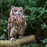 Buy canvas prints of African Owl by Stephen Bailey