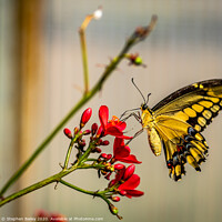 Buy canvas prints of Butterfly landing by Stephen Bailey
