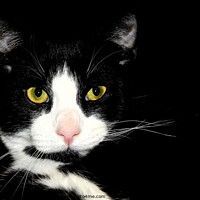 Buy canvas prints of Animal cat by Adrianna Bielobradek