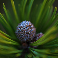 Buy canvas prints of A close up of a plant by Adrianna Bielobradek