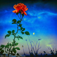 Buy canvas prints of A Rose by Moonlight by Michael W Salter