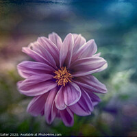 Buy canvas prints of Victorian Flower 'Those were the Dahlias...' by Michael W Salter