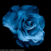 Buy canvas prints of Blue Rose by Michael W Salter