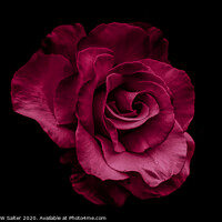Buy canvas prints of Red Rose by Michael W Salter