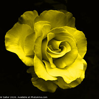 Buy canvas prints of Yellow Rose by Michael W Salter