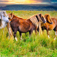 Buy canvas prints of Wild Horses on The Brecon Beacons at Sunset by Michael W Salter
