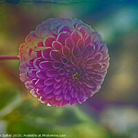Buy canvas prints of Another Blooming Dahlia by Michael W Salter