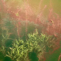 Buy canvas prints of Underwater plants. Krka National Park, Croatia by JM Ardevol