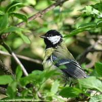 Buy canvas prints of A Female Great Tit  by James Mackenzie