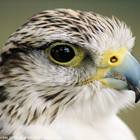 Buy canvas prints of A close up of a falcon by David Purday