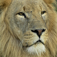 Buy canvas prints of A lion looking at the camera by David Purday