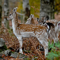 Buy canvas prints of Baby Fallow deer by David Purday