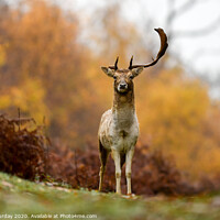 Buy canvas prints of Stag Deer on hill by David Purday