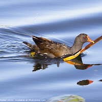 Buy canvas prints of Common Moorhen swimming in water by Alison Whelan