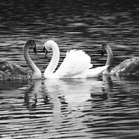 Buy canvas prints of Swan and Cygnets in Monochrome by Alison Whelan