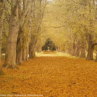 Buy canvas prints of Tree Lined Avenue in Autumn by Alison Whelan